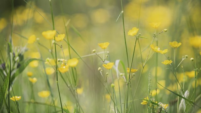 Flower seeds close