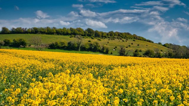 yellow-flower-seed-fields