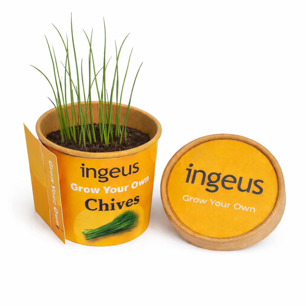Desktop Herb Garden – Chives