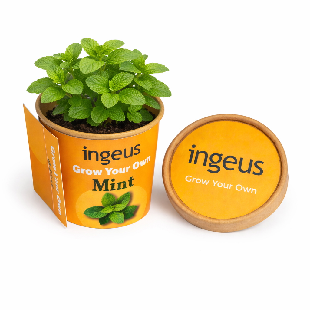 Desktop Herb Garden – Mint